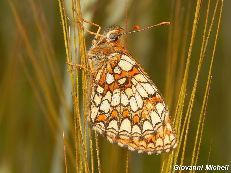 Un''altra colonia di Melitae athalia